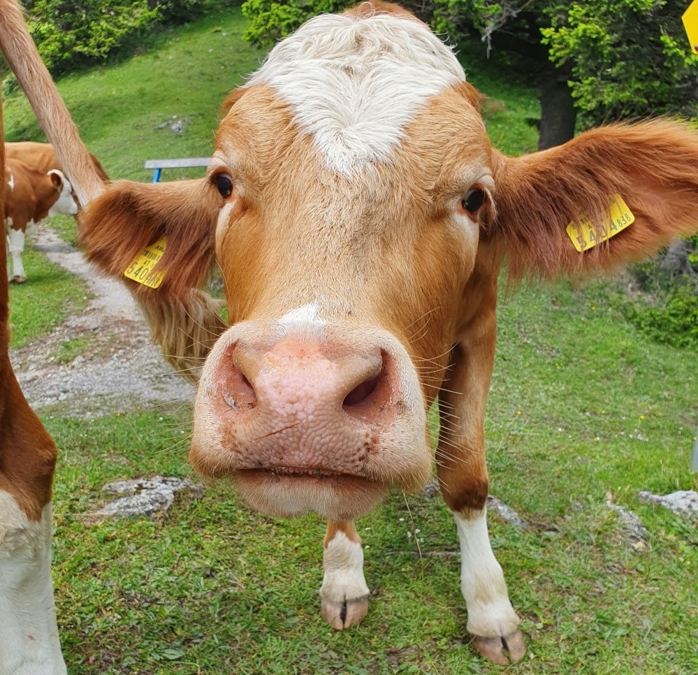 “Sprich mit mir”, rät die Kuh dem Bauern