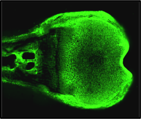 life-science.eu - Foto: (c) Sriveena Srinivasaiah
