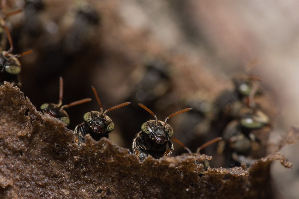 Wie Ameisen ihre Seuchen selbst bekämpfen
