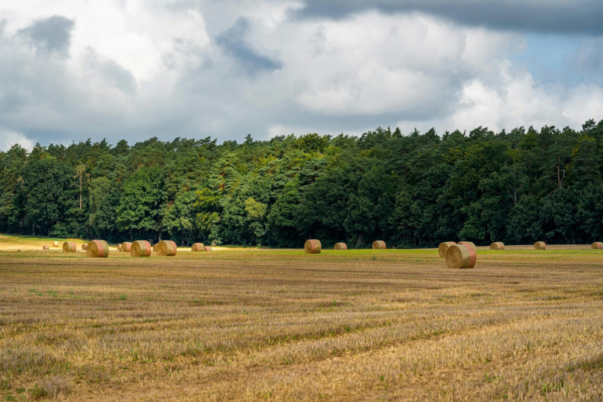 Foto: (c) Gundula Vogel, pexels.de