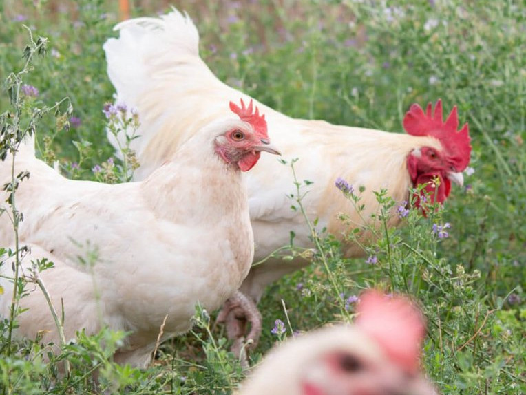 OETZ Cream Zweinutzungshuehner Foto: (c) Eva Wolf, Ökologische Tierzucht GmbH