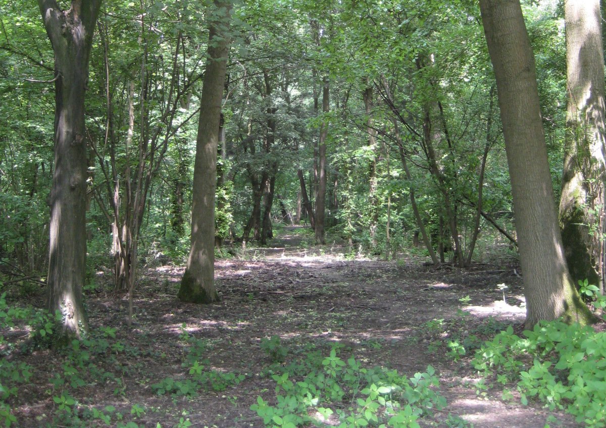 Erholung im Wald finden